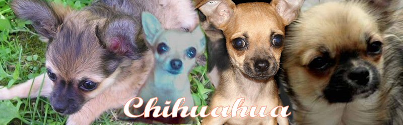 chihuahualove